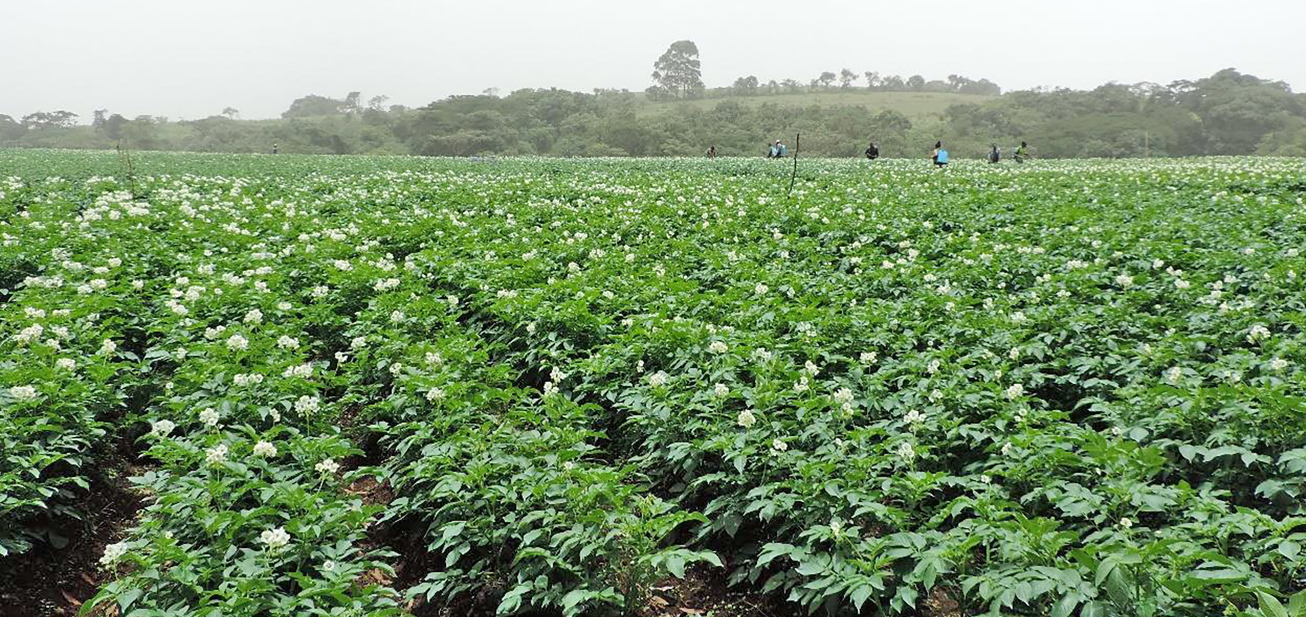 Champ de production des semences de pommes de terre