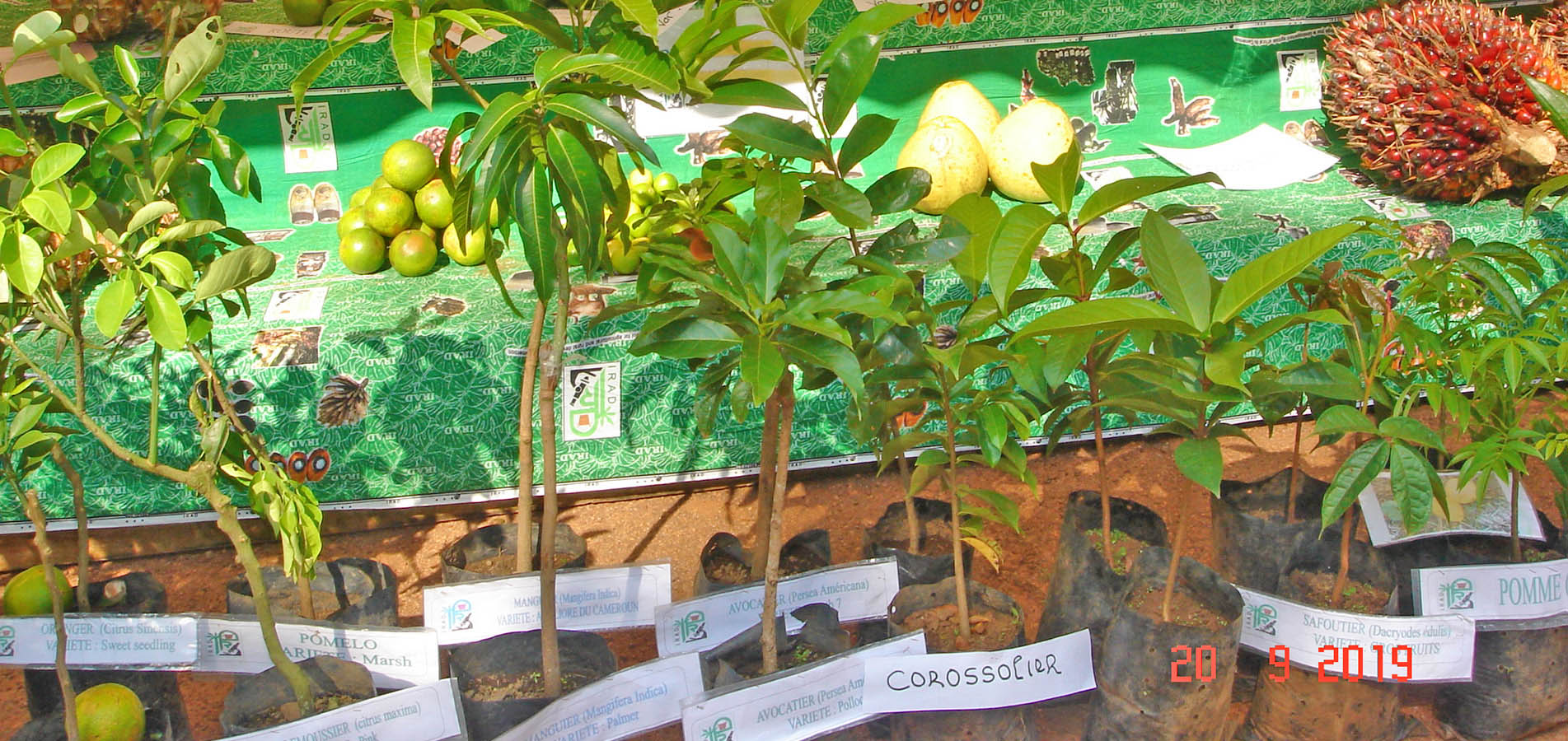 Des plants fruitiers produits par l'IRAD