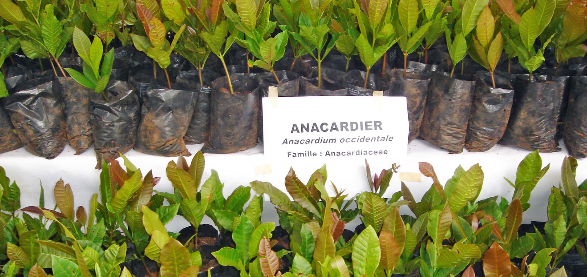 Les plants d'anacardier à disposition