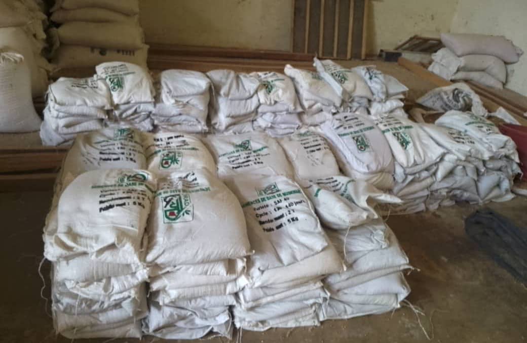 Des semences amliores de sorgho Mouskwari remises aux producteurs dans le Nord