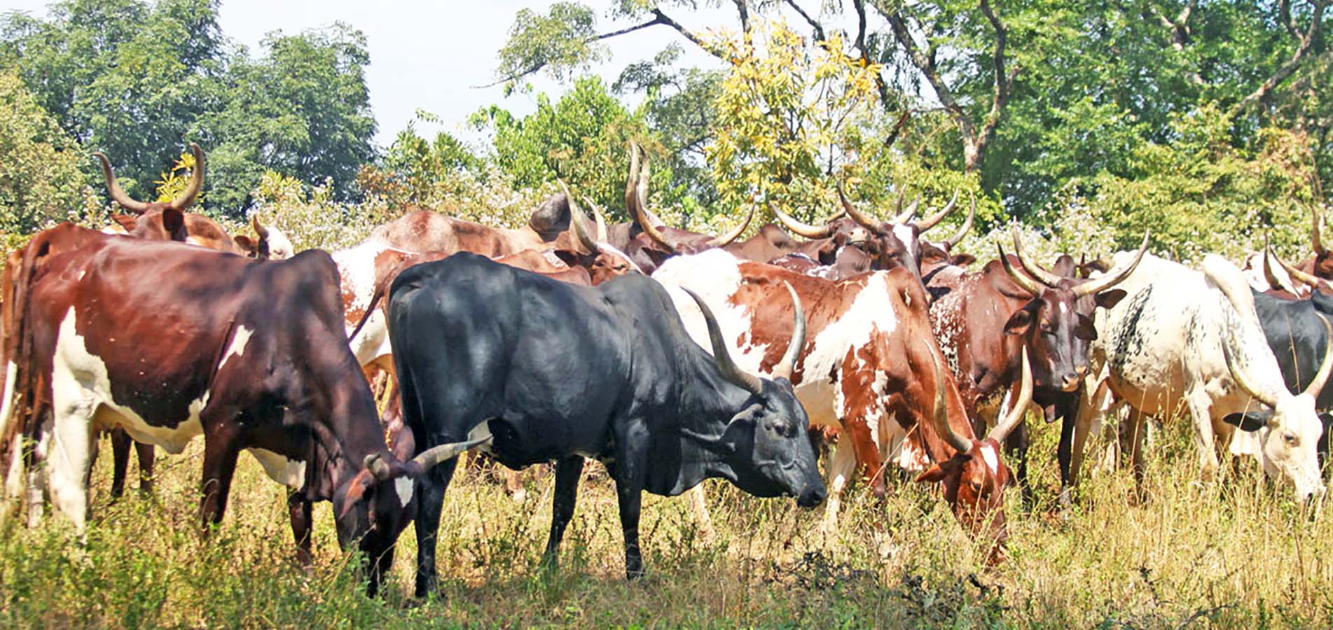 La ferme d'élevage des bovins au Centre IRAD-Wakwa