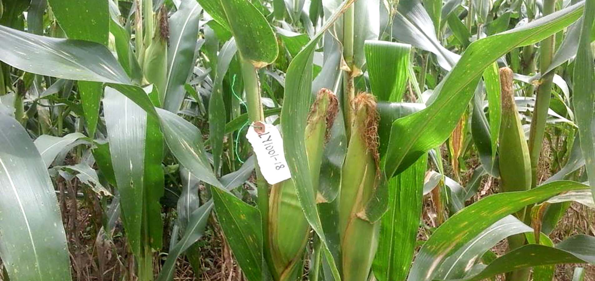 A maize seed field in full production