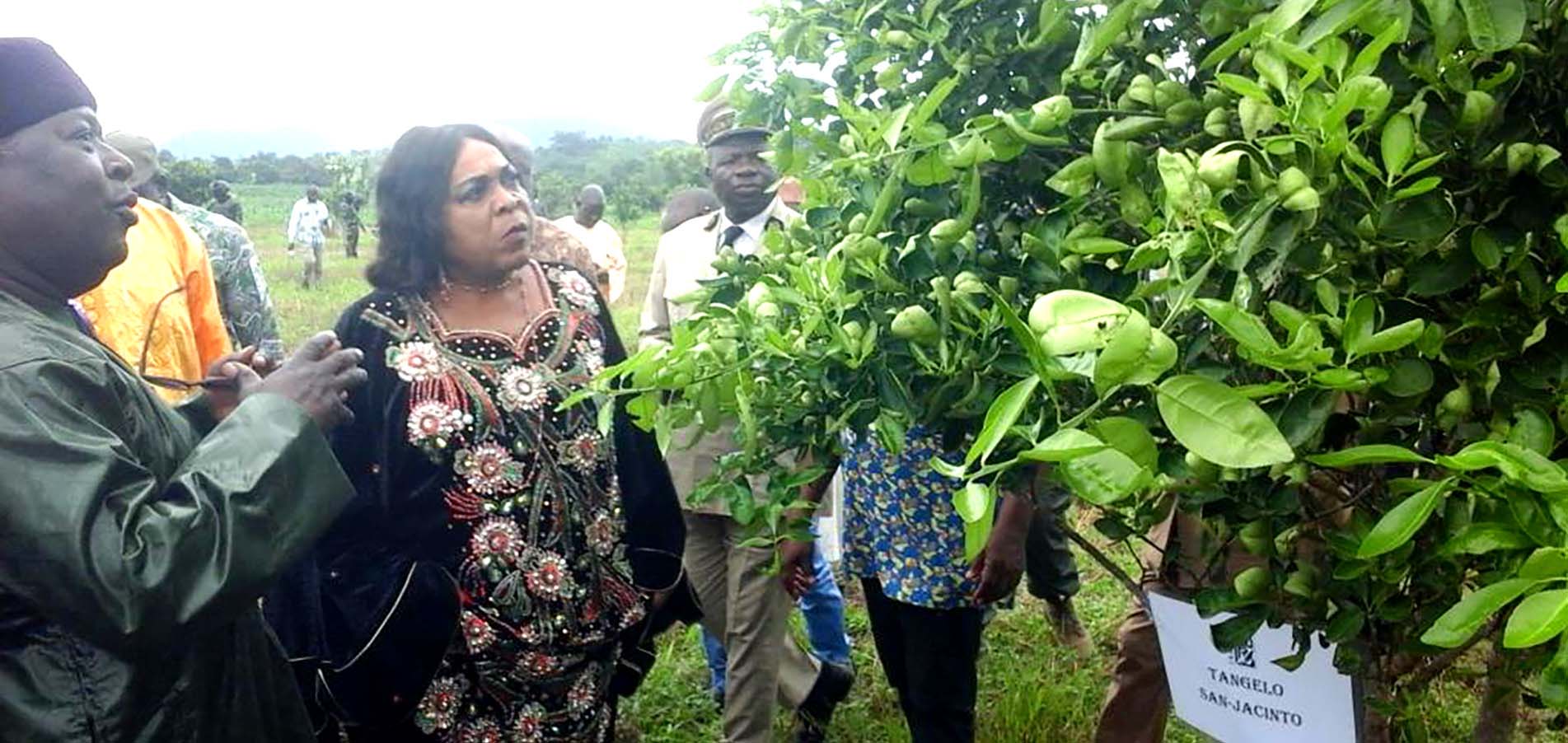 Visit to the citrus orchard of Karna Manga (Adamaoua)