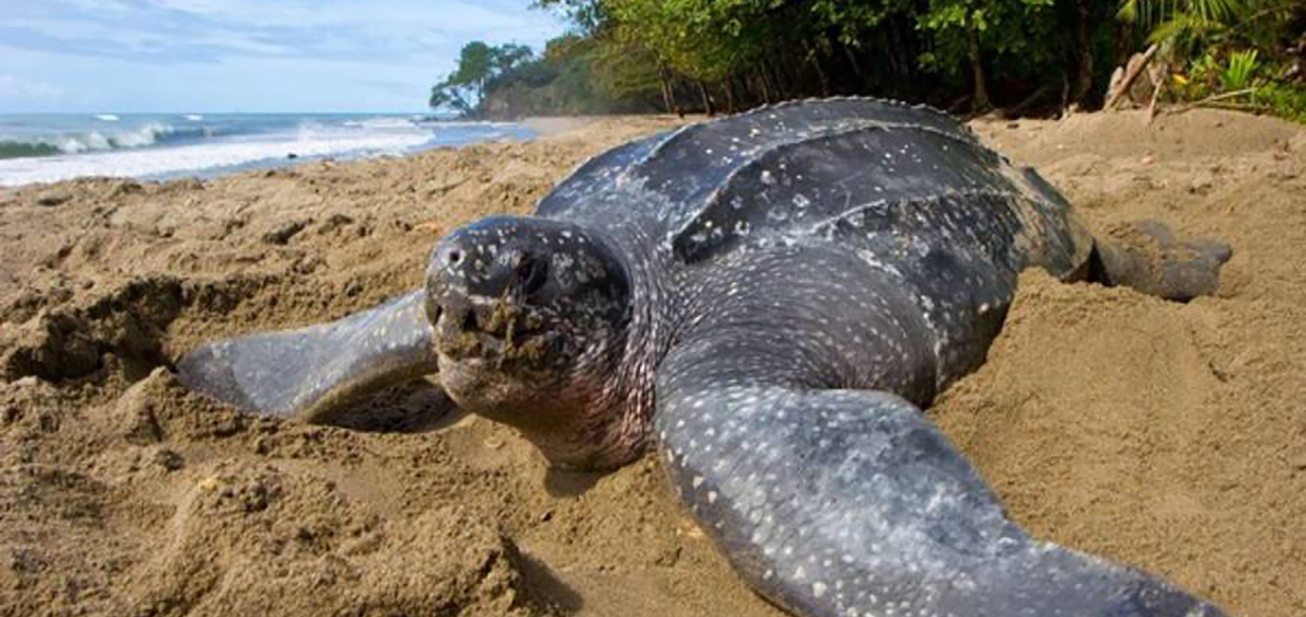 Tortue marine de Kribi dans le Sud Cameroun