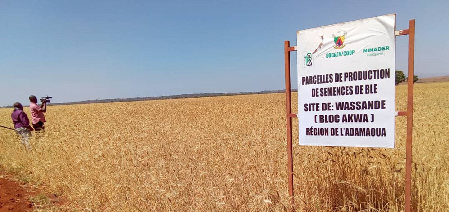 Le champ semencier de blé de 45 ha de Wassandé prêt pour la récolte