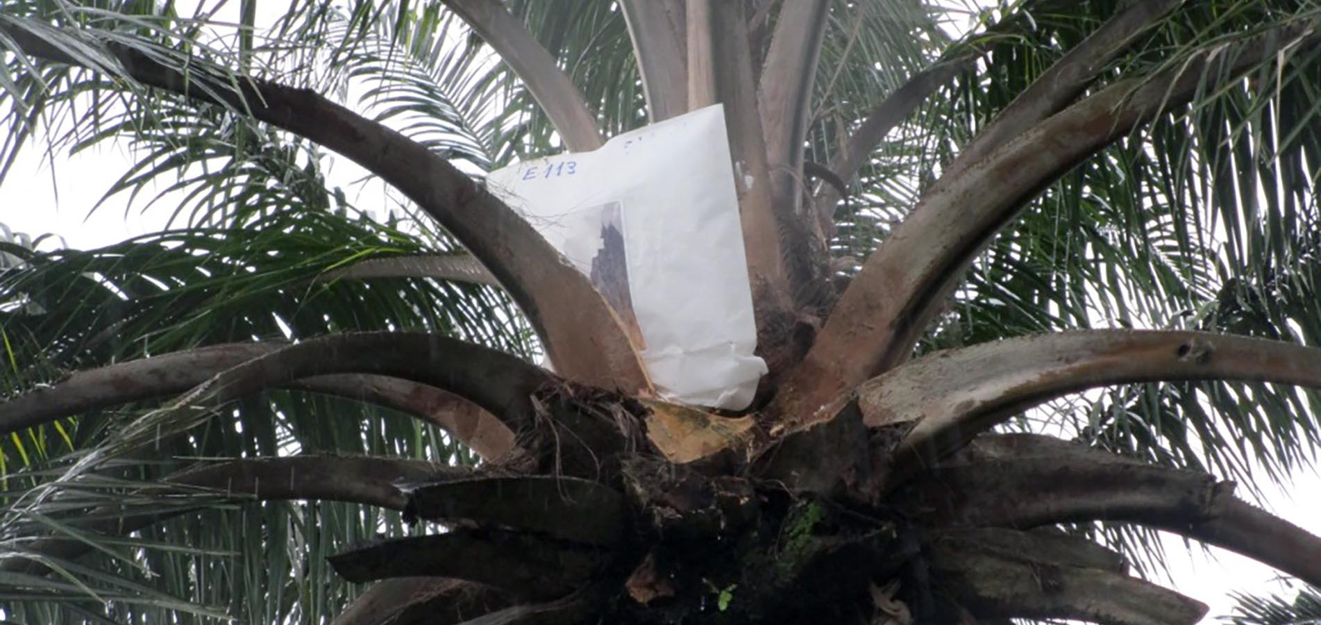 Fécondation artificielle des géniteurs de palmiers à huile par ensachement à la Dibamba