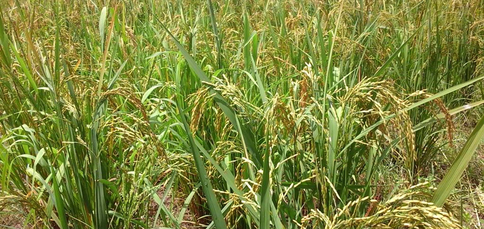 Rice cultivation