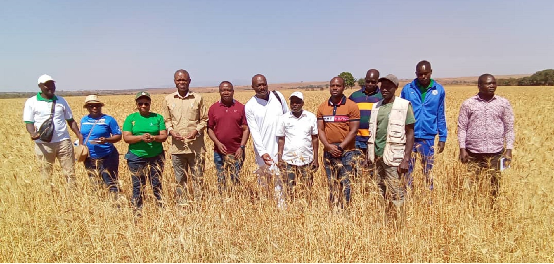 Les missionnaires du MINADER, MINEPAT et MINRESI ravis des 45 ha de champ semencier de blé en mature de l'IRAD à Wassandé